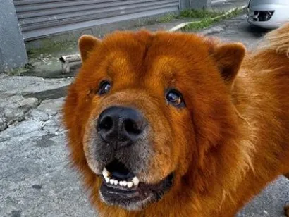 Cachorro raça SRD-ViraLata idade 5 anos nome Simba