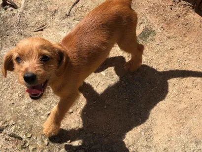 Cachorro raça SRD-ViraLata idade 2 a 6 meses nome Princezinha, Garotão 