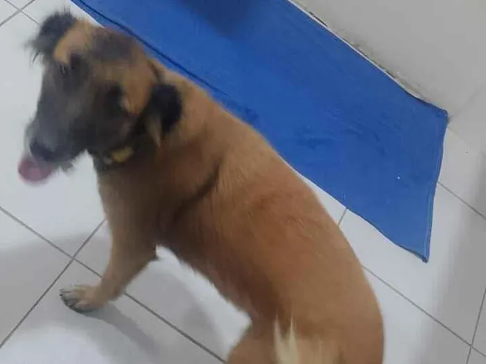 Cachorro raça SRD-ViraLata idade 1 ano nome melzinha