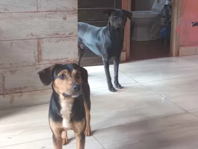 Cachorro raça SRD-ViraLata idade 1 ano nome Piter e Bradock 