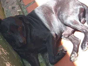 Cachorro raça SRD-ViraLata idade 6 ou mais anos nome pretinho