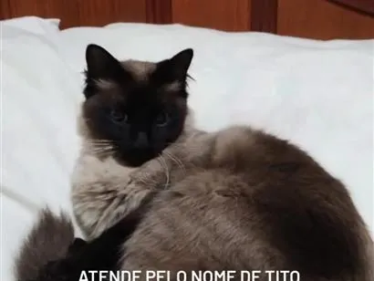Gato raça Siamês idade 3 anos nome Tito