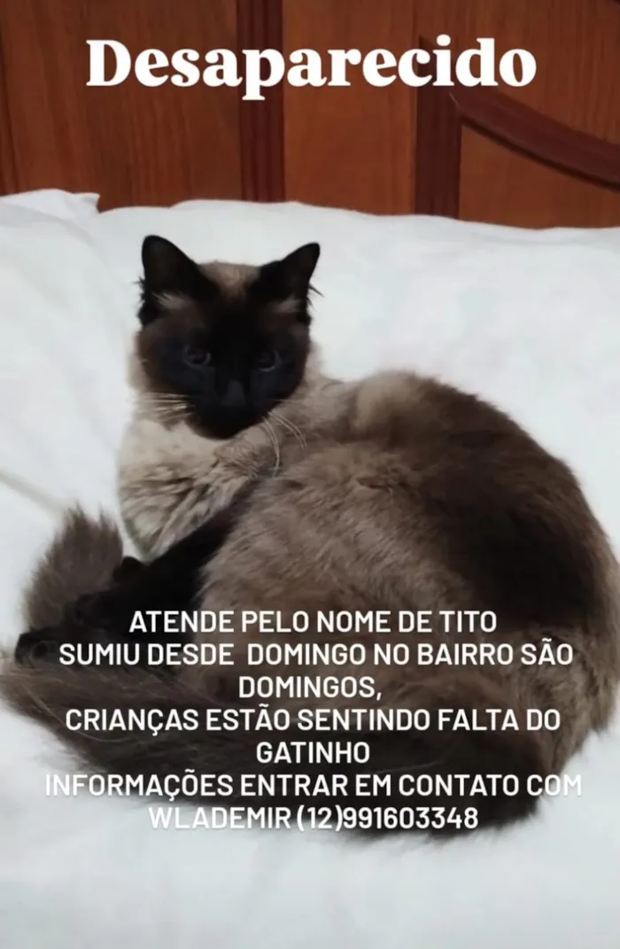 Gato raça Siamês idade 3 anos nome Tito