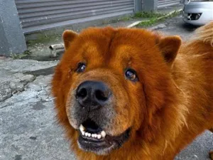 Cachorro raça SRD-ViraLata idade 5 anos nome Simba