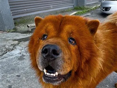 Cachorro raça SRD-ViraLata idade 5 anos nome Simba