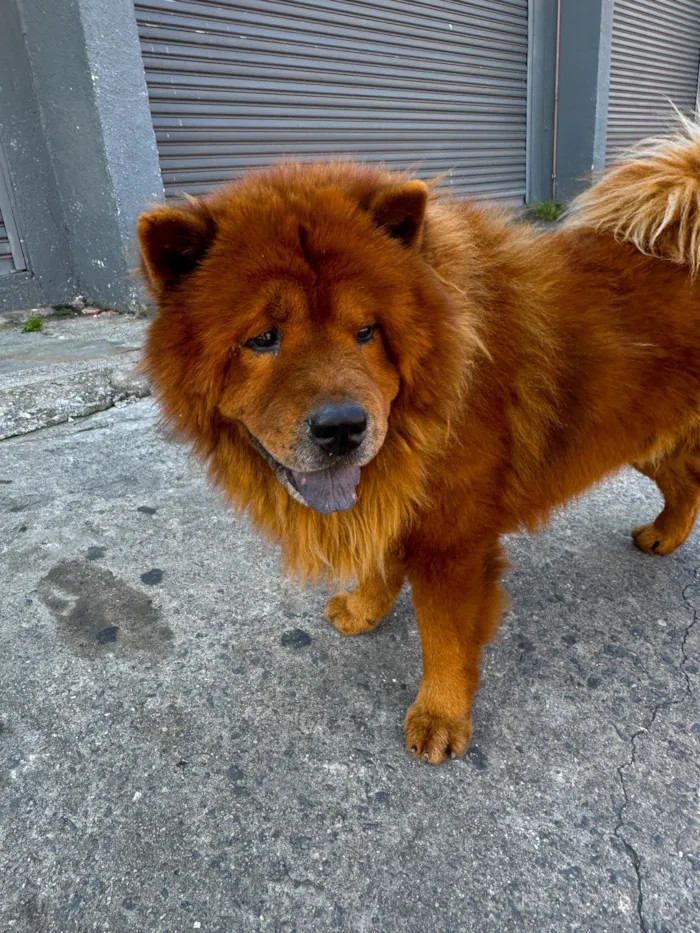Cachorro raça SRD-ViraLata idade 5 anos nome Simba