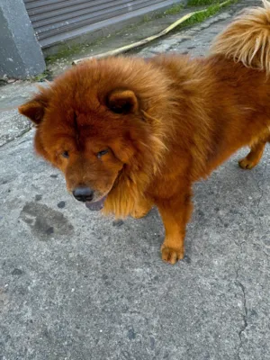 Cachorro raça SRD-ViraLata idade 5 anos nome Simba