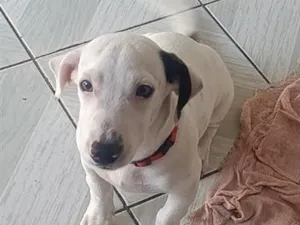 Cachorro raça SRD-ViraLata idade 2 a 6 meses nome Pandora