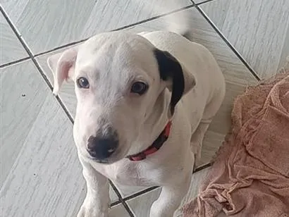 Cachorro raça SRD-ViraLata idade 2 a 6 meses nome Pandora