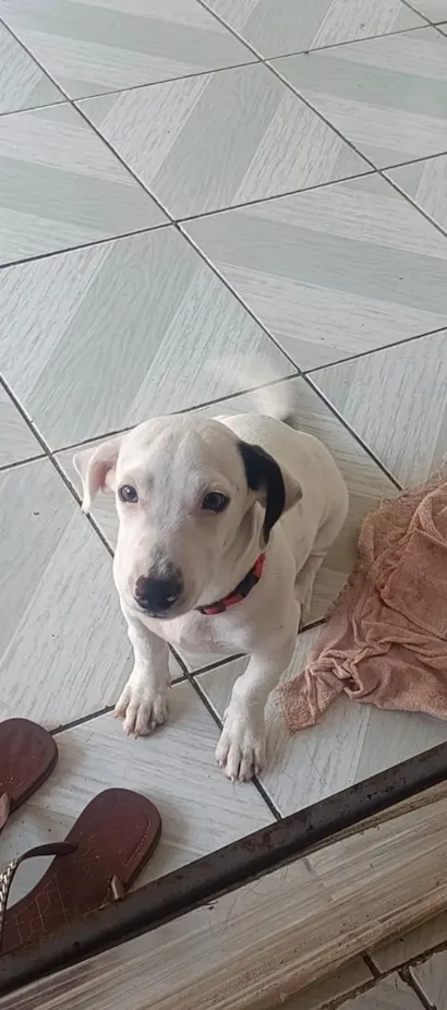 Cachorro raça SRD-ViraLata idade 2 a 6 meses nome Pandora