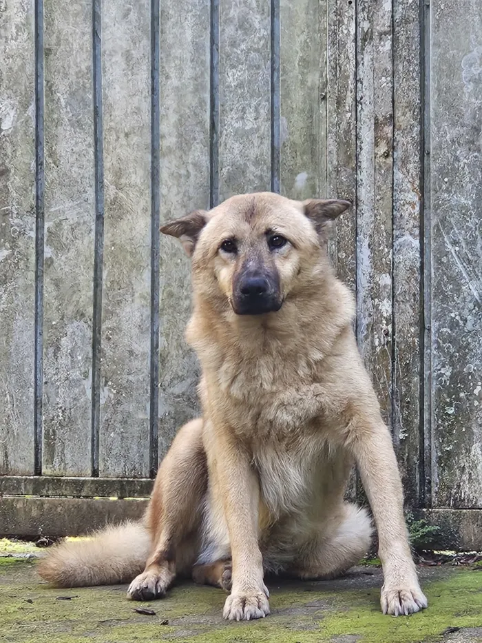 Cachorro raça SRD-ViraLata idade 7 a 11 meses nome Nome não identificado 