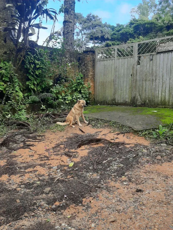 Cachorro raça SRD-ViraLata idade 7 a 11 meses nome Nome não identificado 