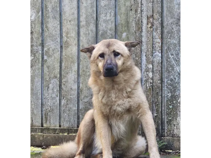 Cachorro raça SRD-ViraLata idade 7 a 11 meses nome Nome não identificado 
