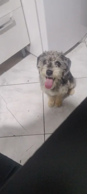 Cachorro raça SRD-ViraLata idade 1 ano nome Simba