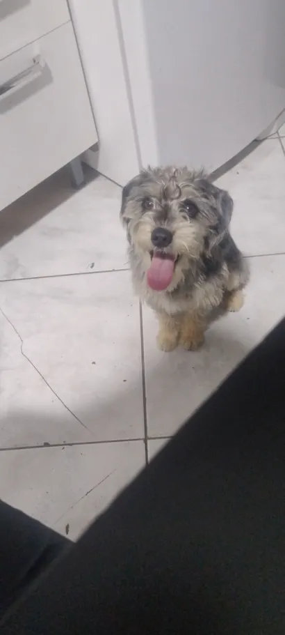 Cachorro raça SRD-ViraLata idade 1 ano nome Simba