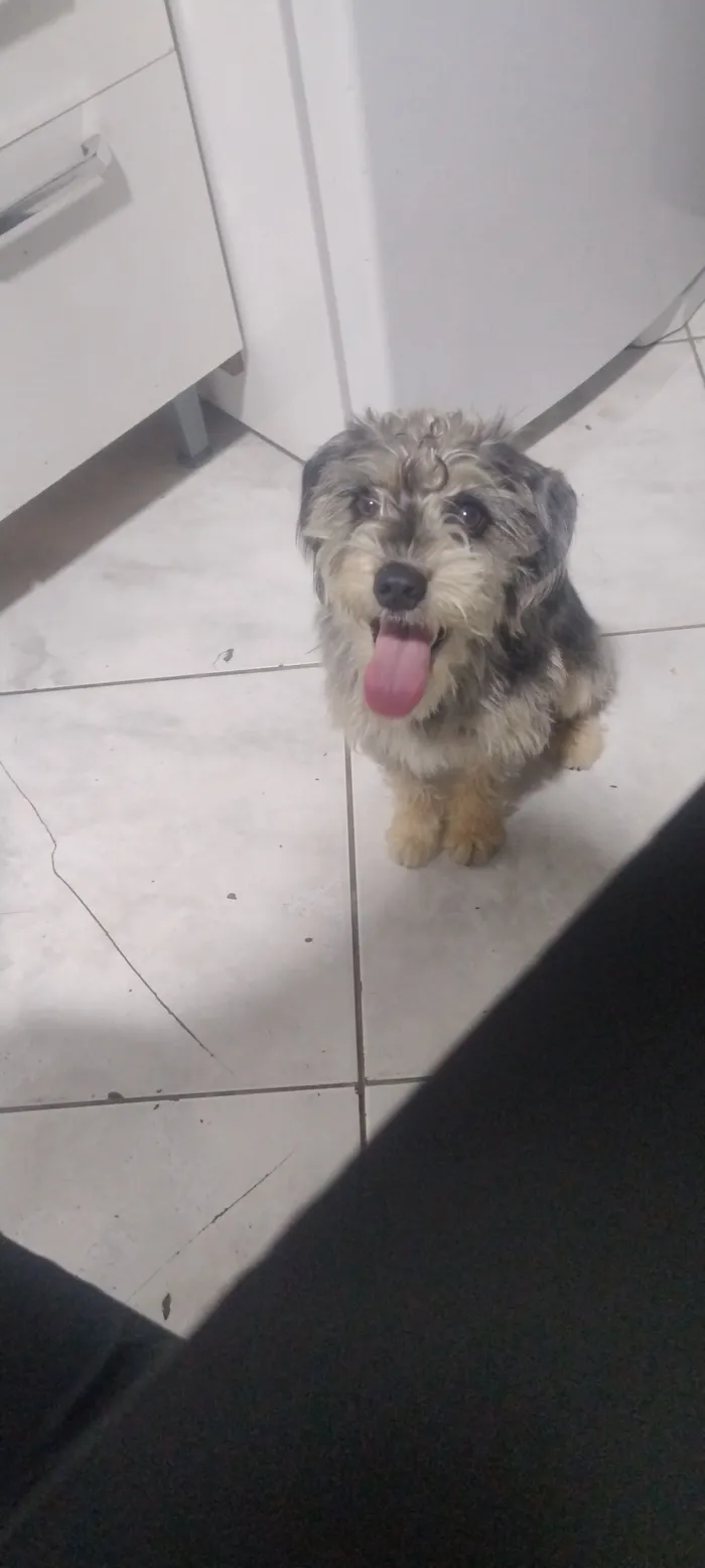 Cachorro raça SRD-ViraLata idade 1 ano nome Simba