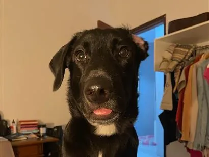 Cachorro raça SRD-ViraLata idade 1 ano nome Roberto