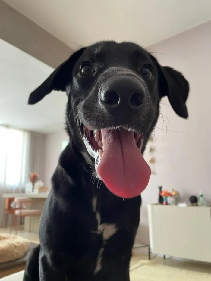 Cachorro raça SRD-ViraLata idade 1 ano nome Roberto