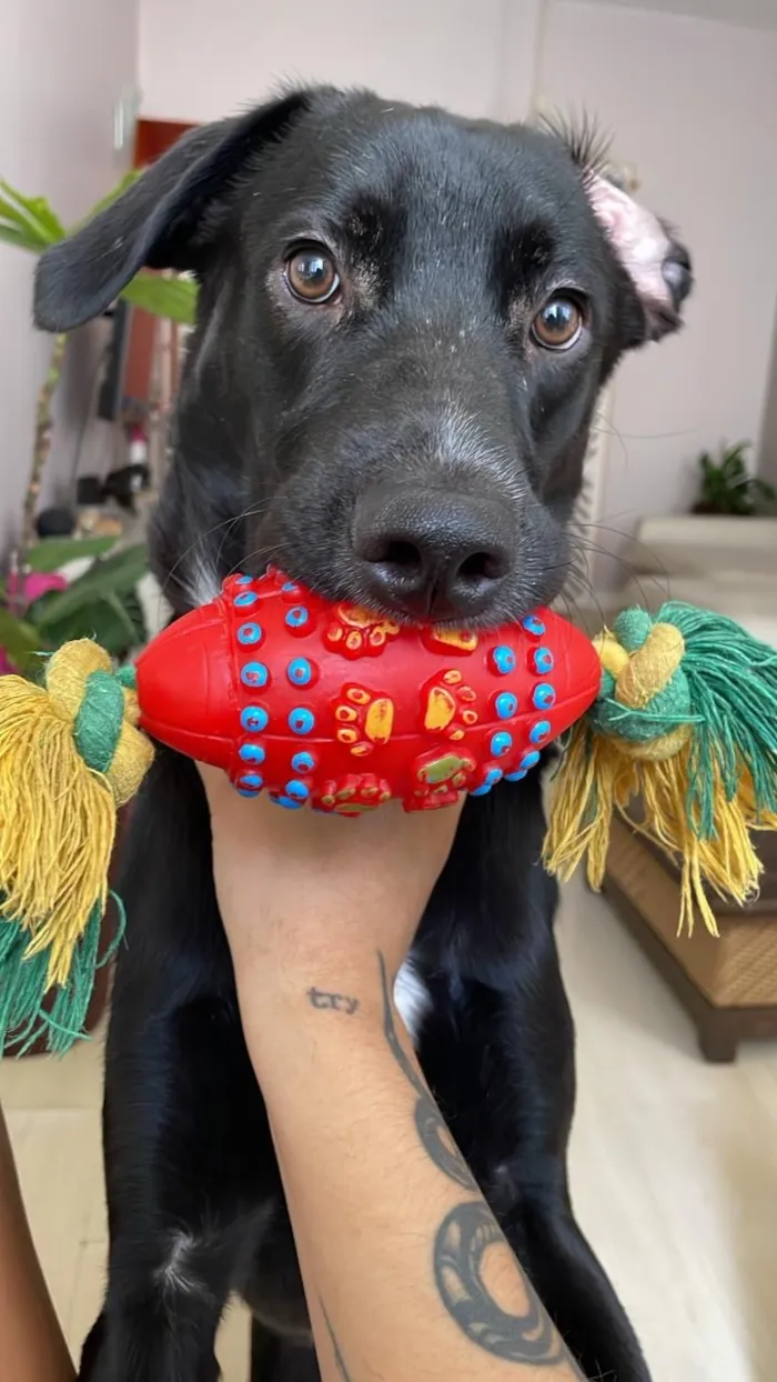 Cachorro raça SRD-ViraLata idade 1 ano nome Roberto