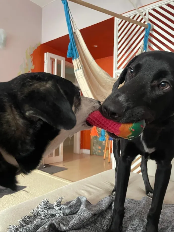 Cachorro raça SRD-ViraLata idade 1 ano nome Roberto