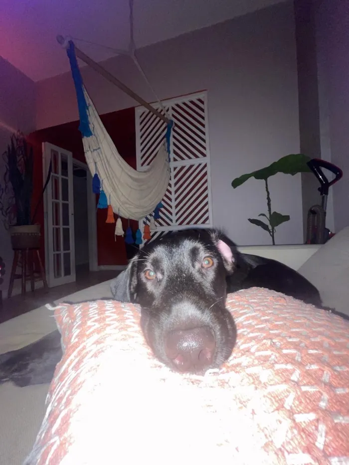 Cachorro raça SRD-ViraLata idade 1 ano nome Roberto