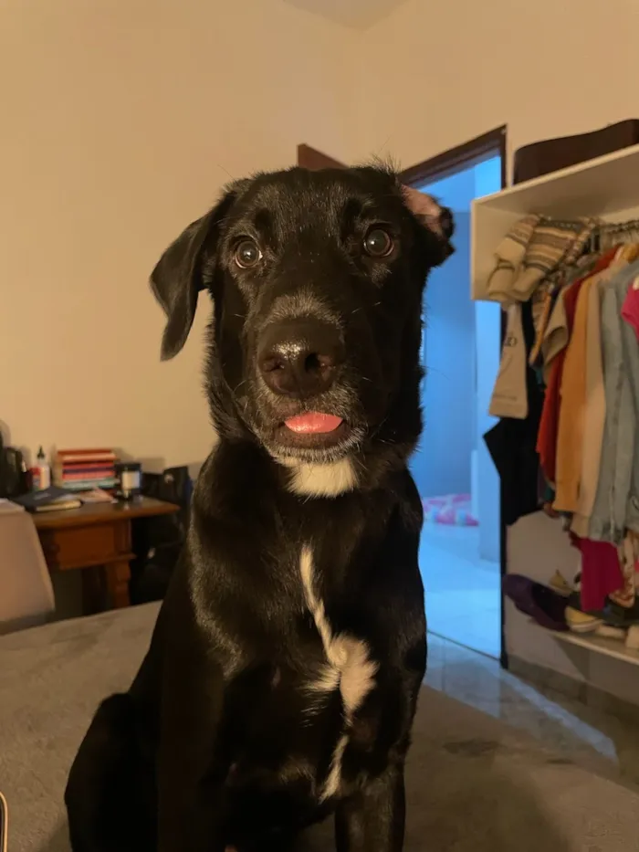 Cachorro raça SRD-ViraLata idade 1 ano nome Roberto