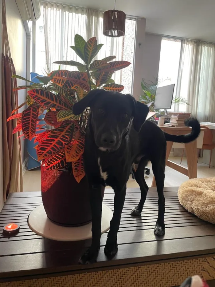 Cachorro raça SRD-ViraLata idade 1 ano nome Roberto