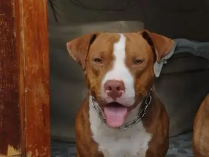 Cachorro raça Pit-Bull idade 2 anos nome Nina