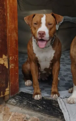 Cachorro raça Pit-Bull idade 2 anos nome Nina