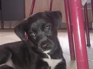 Cachorro raça  idade 2 a 6 meses nome meg