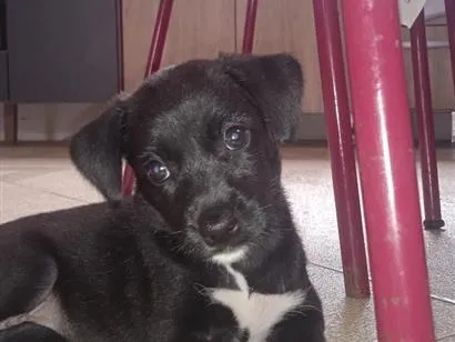 Cachorro raça  idade 2 a 6 meses nome meg