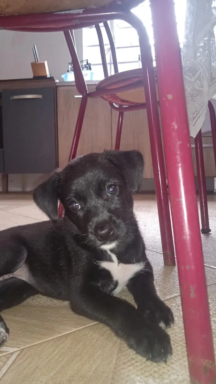 Cachorro raça  idade 2 a 6 meses nome meg