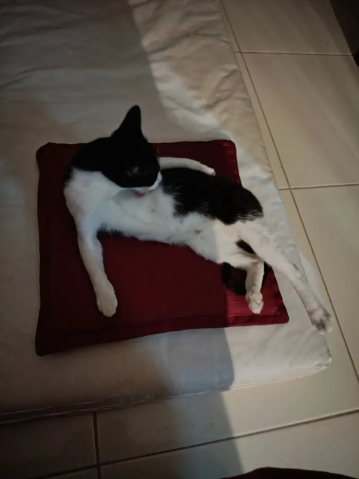 Gato raça SRD-ViraLata idade 7 a 11 meses nome Ainda sem nome definido 