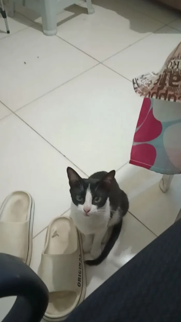 Gato raça SRD-ViraLata idade 7 a 11 meses nome Ainda sem nome definido 