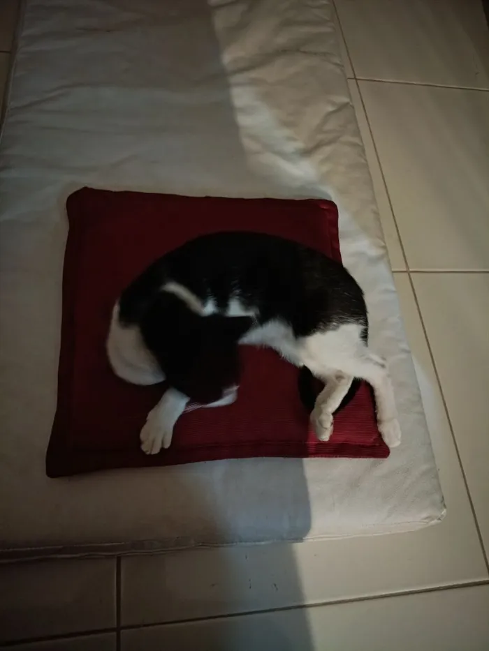 Gato raça SRD-ViraLata idade 7 a 11 meses nome Ainda sem nome definido 