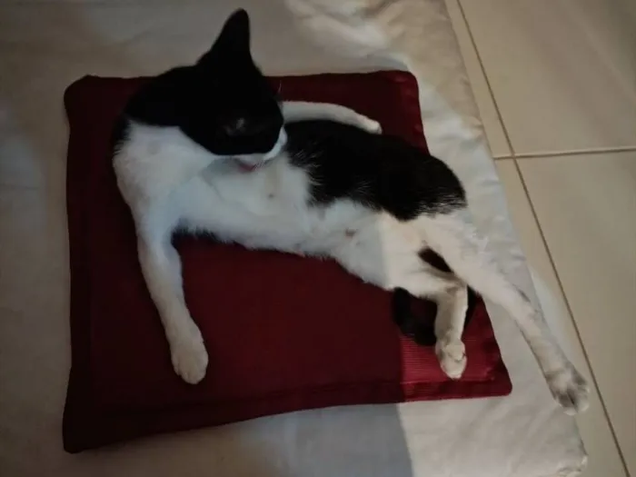 Gato raça SRD-ViraLata idade 7 a 11 meses nome Ainda sem nome definido 