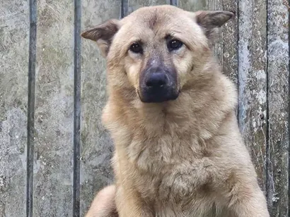 Cachorro raça SRD-ViraLata idade 7 a 11 meses nome Nome não identificado 