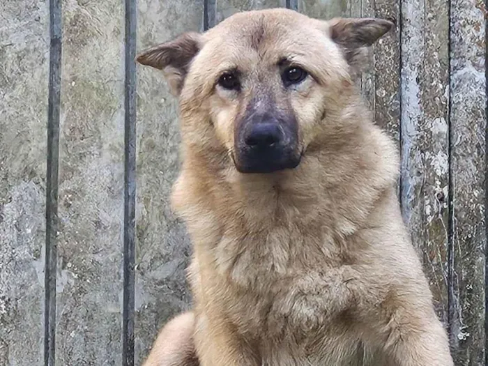 Cachorro raça SRD-ViraLata idade 7 a 11 meses nome Nome não identificado 