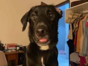 Cachorro raça SRD-ViraLata idade 1 ano nome Roberto