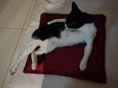 Gato raça SRD-ViraLata idade 7 a 11 meses nome Ainda sem nome definido 