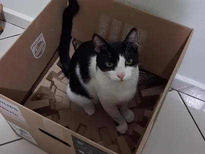 Gato raça SRD-ViraLata idade 2 anos nome Joaquim