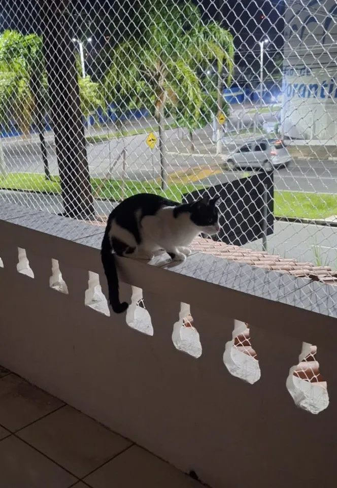 Gato raça SRD-ViraLata idade 2 anos nome Joaquim