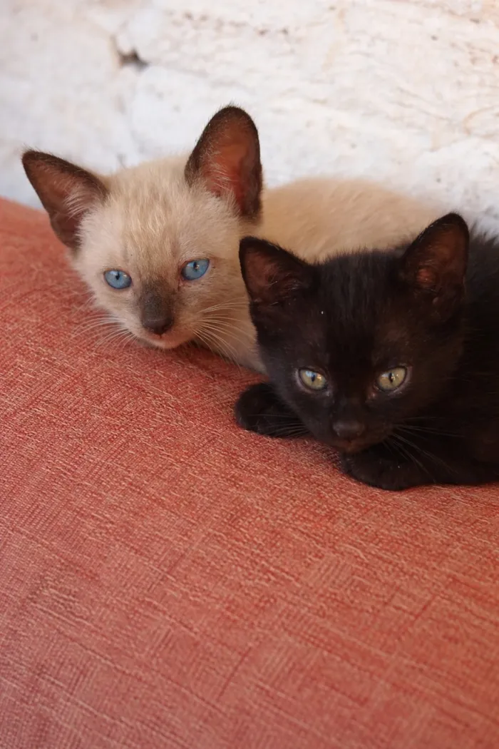 Gato raça SRD-ViraLata idade 2 a 6 meses nome Pelusa, Leoncito, lez