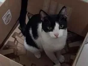 Gato raça SRD-ViraLata idade 2 anos nome Joaquim