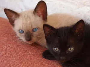 Gato raça SRD-ViraLata idade 2 a 6 meses nome Pelusa, Leoncito, lez