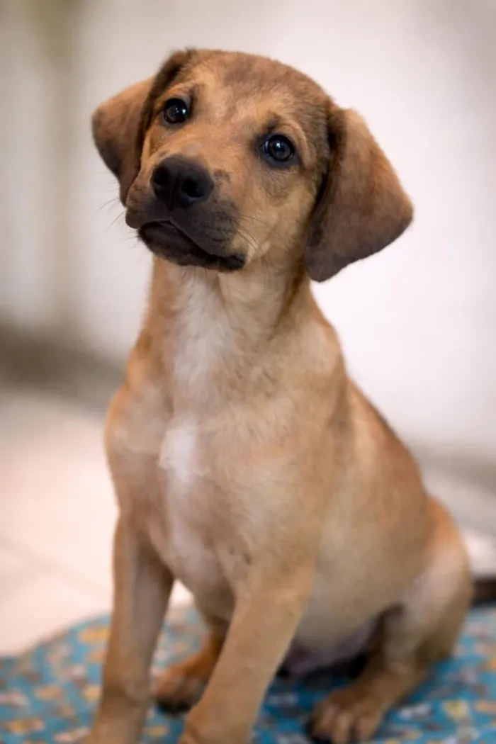 Cachorro raça SRD-ViraLata idade 2 a 6 meses nome Bento 