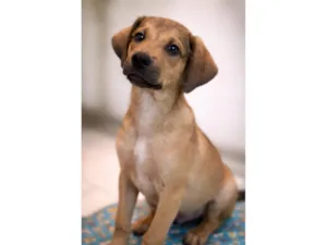 Cachorro raça SRD-ViraLata idade 2 a 6 meses nome Bento 