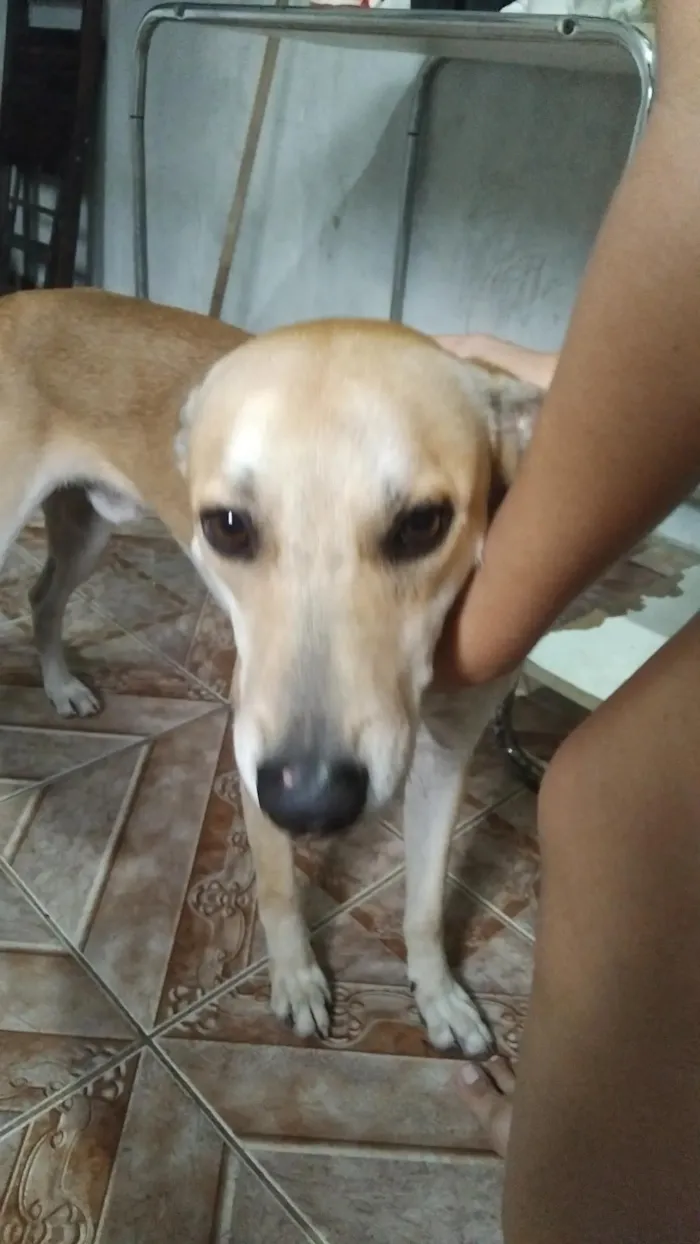 Cachorro raça SRD-ViraLata idade 1 ano nome Spike