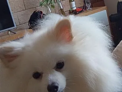 Cachorro raça Shitzu idade 4 anos nome Chimmy 