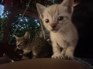 Gato raça SRD-ViraLata idade 2 a 6 meses nome Tom e bolinha